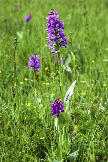 Broad-leaved western marsh orchid