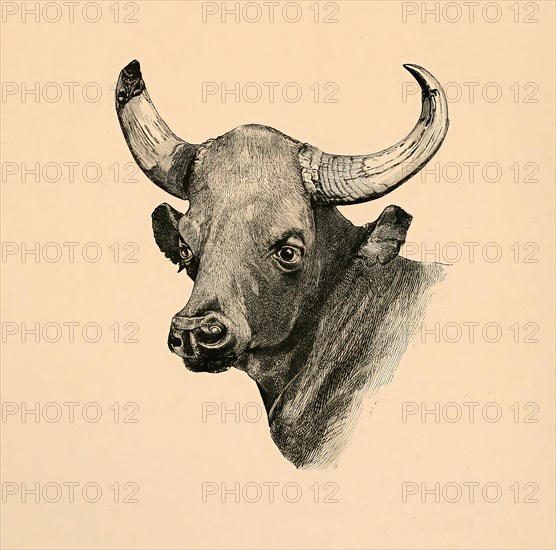 Gaur