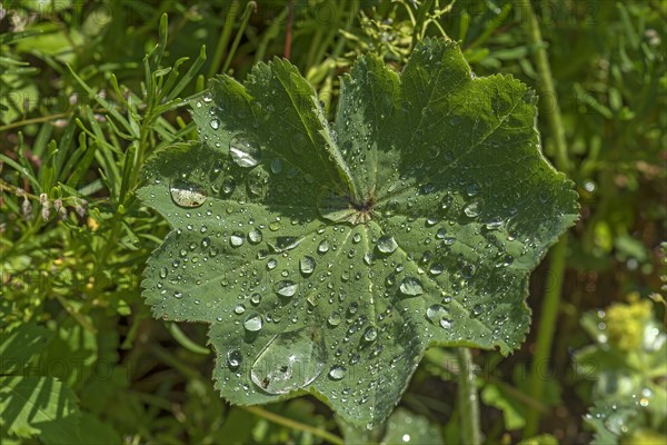 Sheet from Lady's mantle