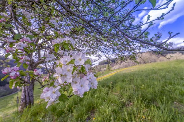 Fruit blossom