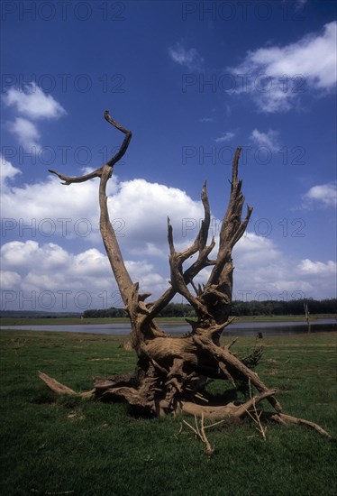 An uprooted tree branch makes for a perfect picture in Kabini