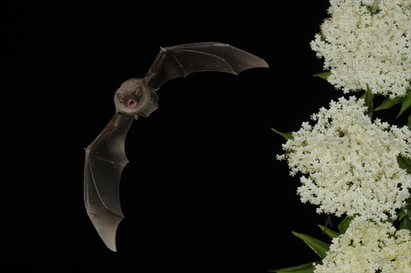 Common bent-wing bat