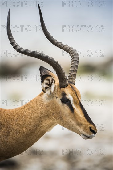 Black-faced impala