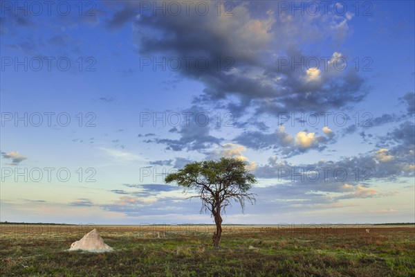 Tree and termite mound on the edge of the salt pan