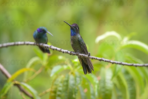 Male Talamanca Hummingbird