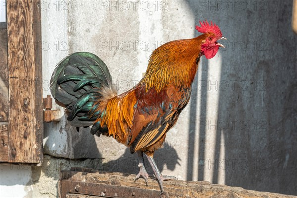 Portrait of a Rooster crowing in a farmyard. Educational Farm