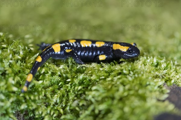 Feuersalamander