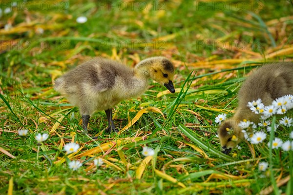 Canada goose goslings on grass