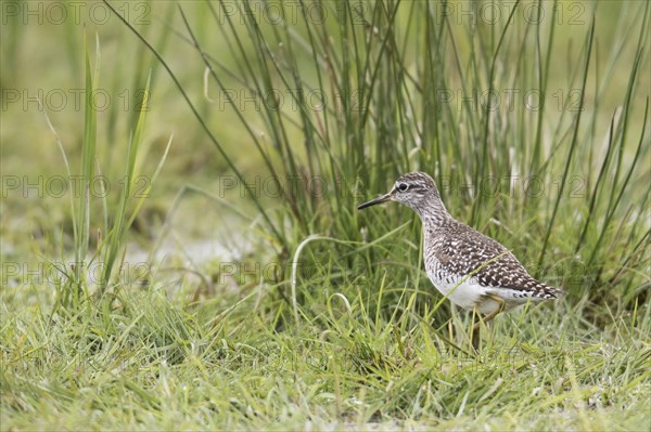 Bruchwasserlaeufer