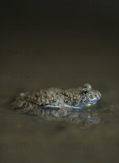 Yellow-bellied toad