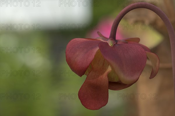 Flower of a red purple pitcher plant