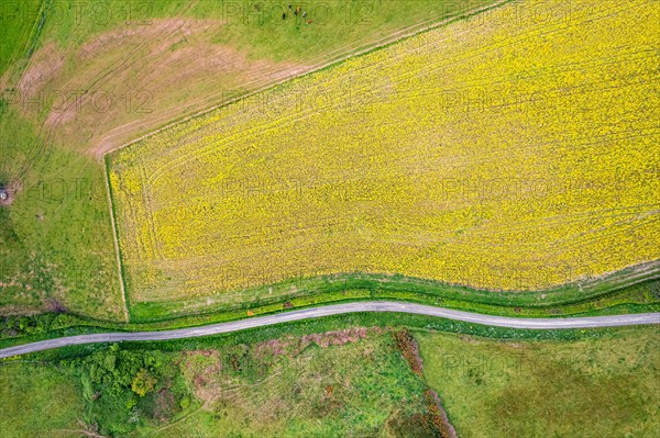 Top Down over Rapeseed field and Farmlands from a drone