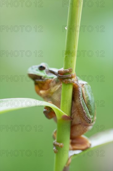 European tree frog