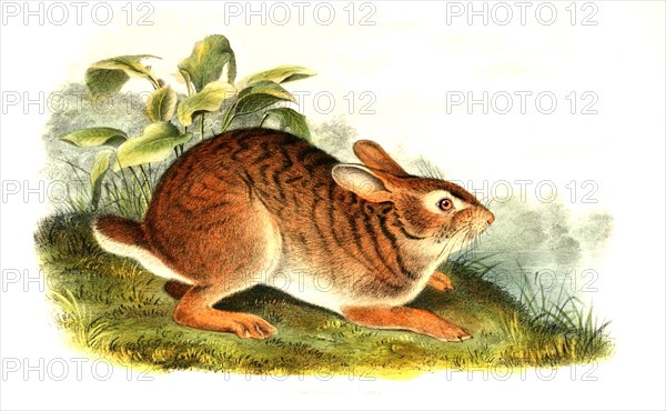 Cottontail rabbit