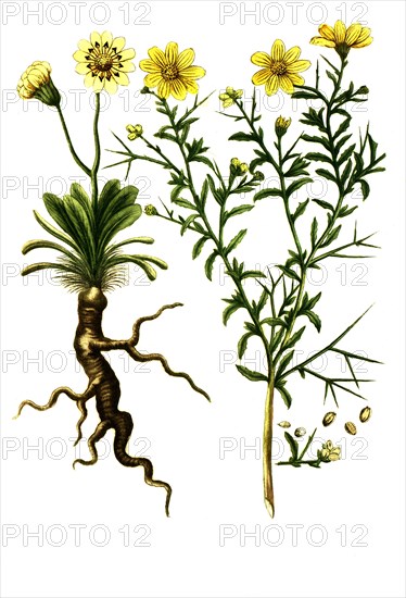 Chrysanthemum osteospermonnum