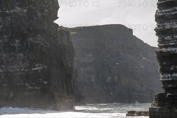 Seabirds in the air and on rocks