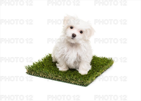 Cute maltese puppy dog sitting on section of artificial turf grass on white background
