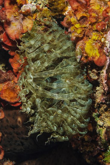 Close-up of sea anemone