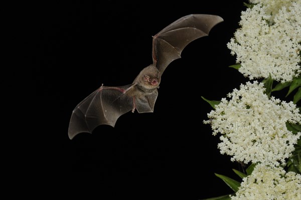 Common bent-wing bat