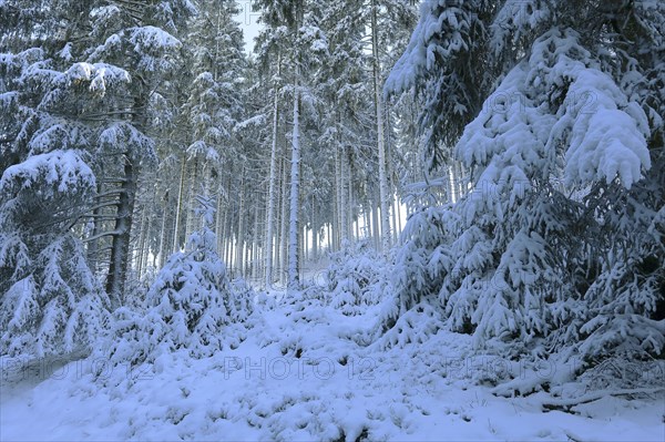 Snow-covered spruce forest