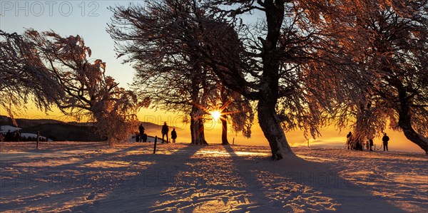 People enjoying the sunset under wind beech trees