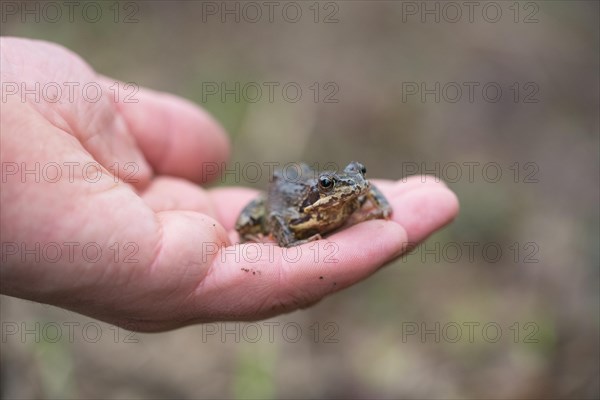 Grasfrosch