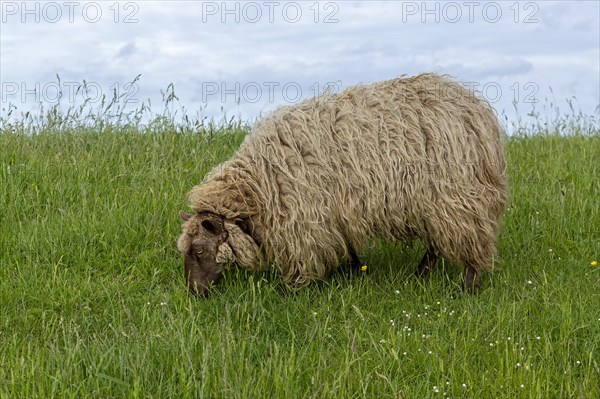 Norwegian sheep on the dike