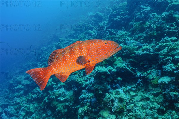 Grouper Panther Trout