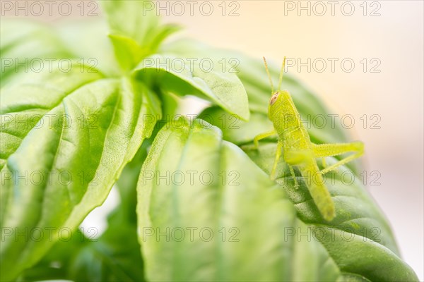 Small green grasshopper close-up resting on basil leaves