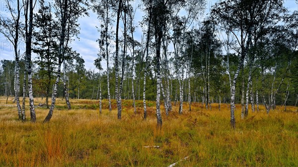 Warty birch