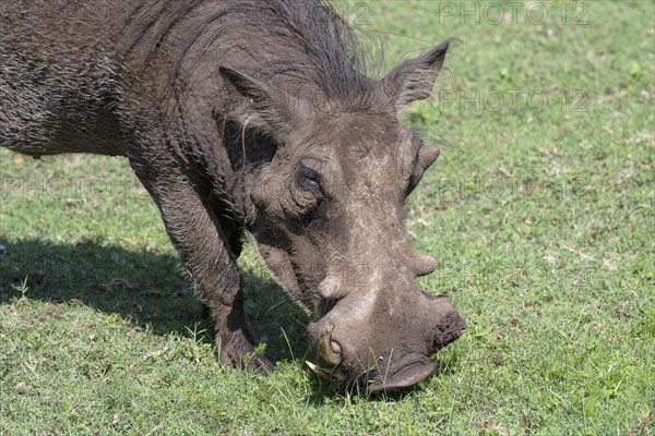 Common warthog