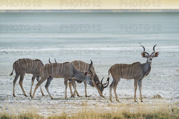 Greater kudu