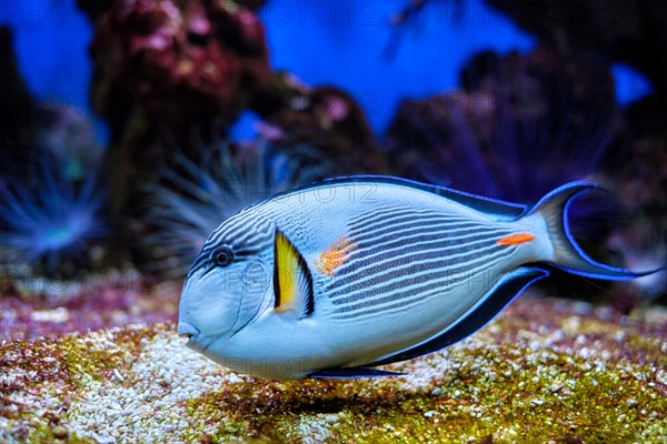 Colorful tropical fish Sohal Surgeonfish