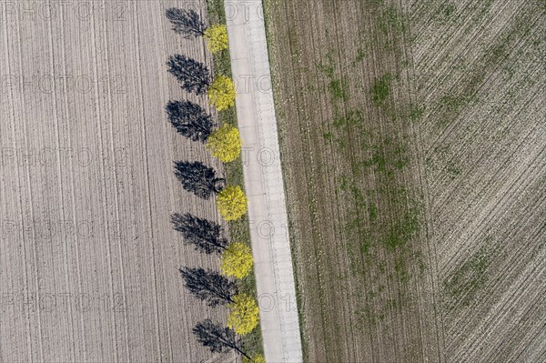 Sieben Laubbaeume werfen Schatten auf einen Acker