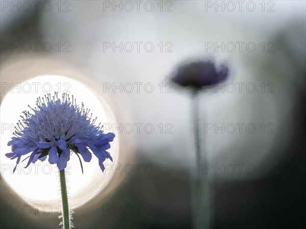 Field scabious