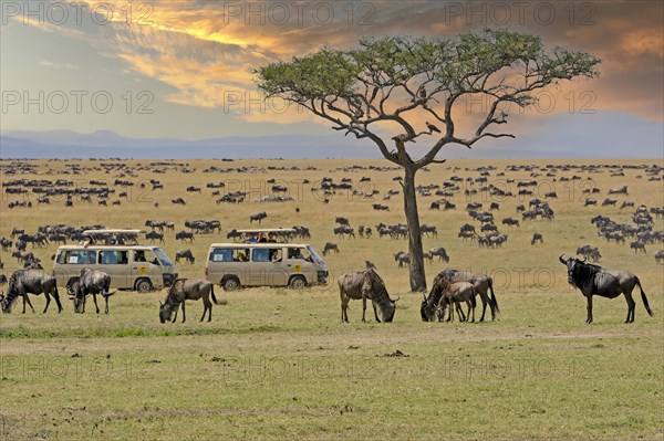 Wildebeest