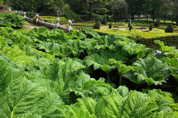 Gunnera