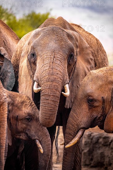 African elephants