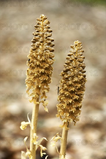 Bird's-nest orchid