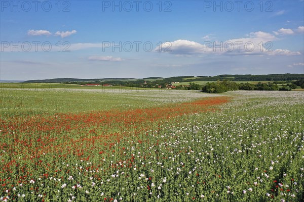 Field with Waldviertel grey poppy