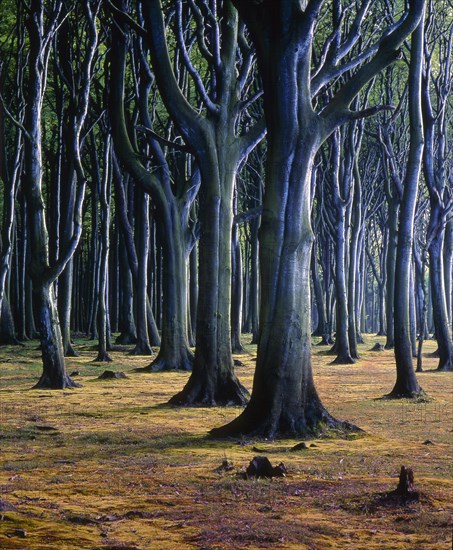 Beech Forest near Nienhagen