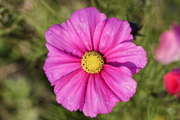 Mexican aster