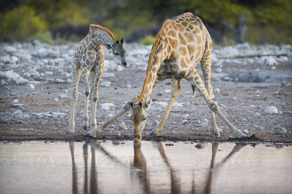 Two angolan giraffes