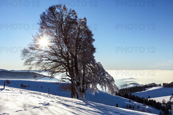 European beech