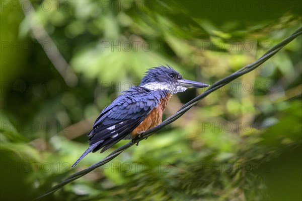 Ringed kingfisher