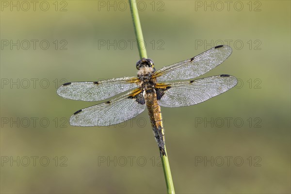 Four-spotted damselfly