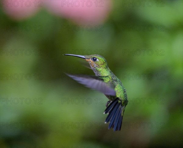 Green-crowned brilliant