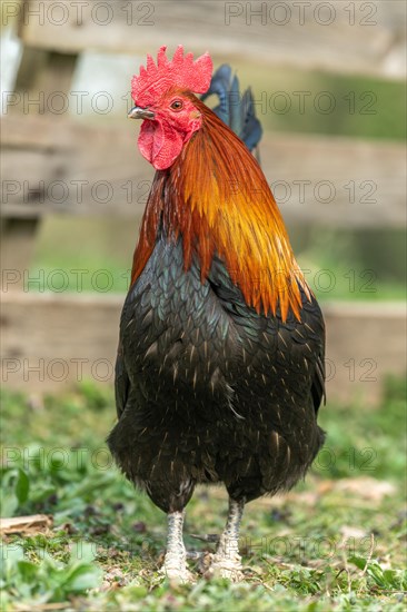 Rooster in a farmyard. Educational Farm