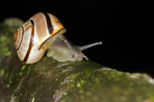 Hain-Baenderschnecke