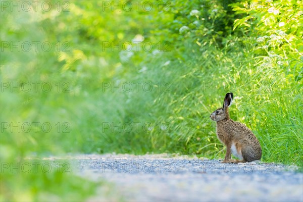 European hare